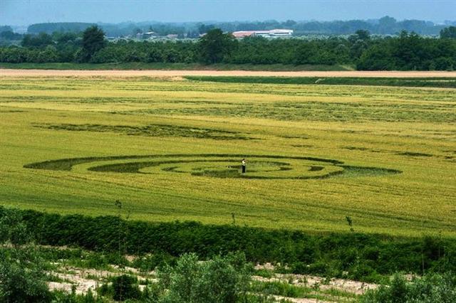 Crop circle 2013