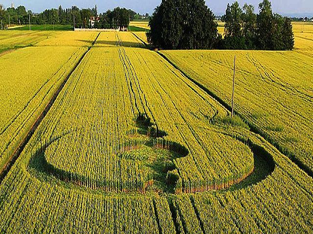 Crop circle 2013