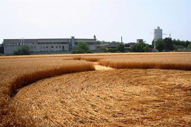 Crop circle 2013