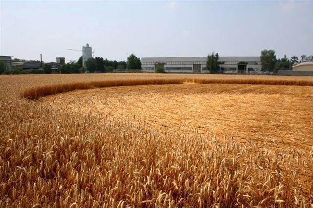 Crop circle 2013