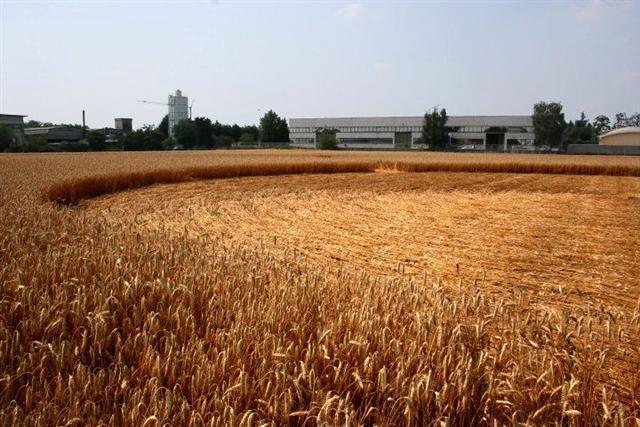 Crop circle 2013