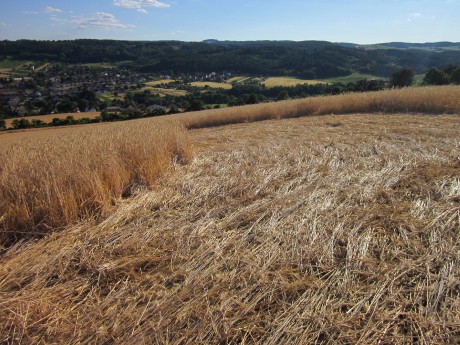Crop circle 2013