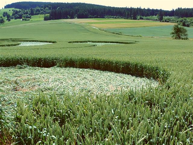 Crop circle 2013