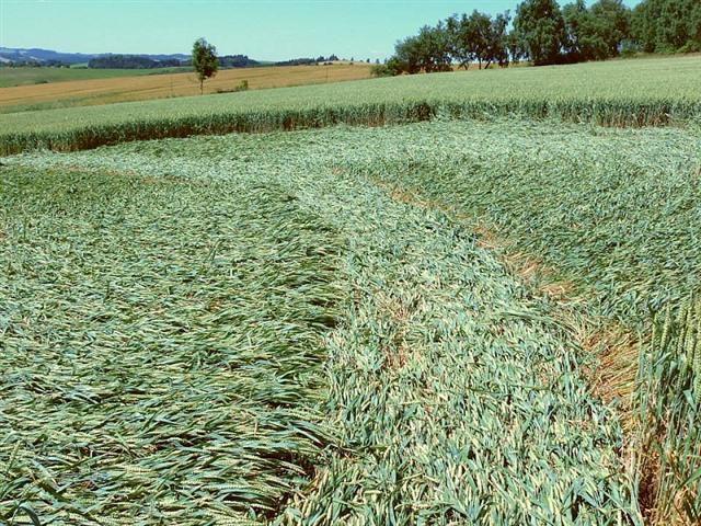 Crop circle 2013