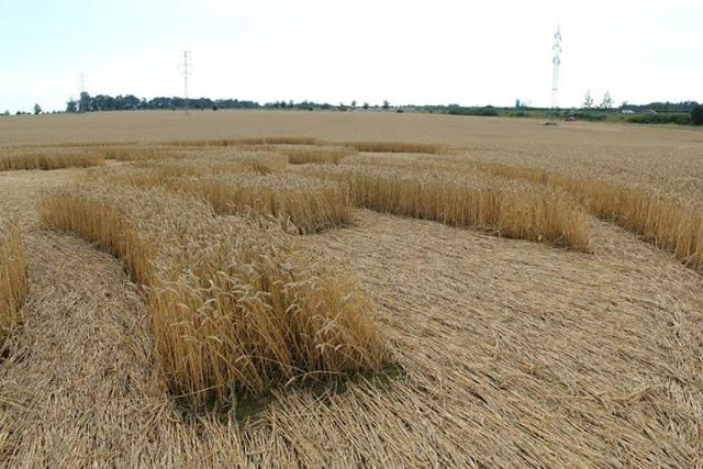 Crop circle 2013