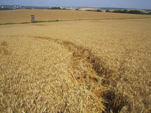 Crop circle 2013