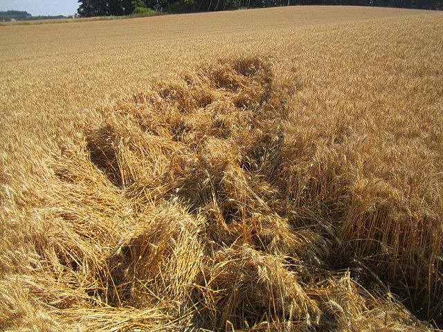 Crop circle 2013