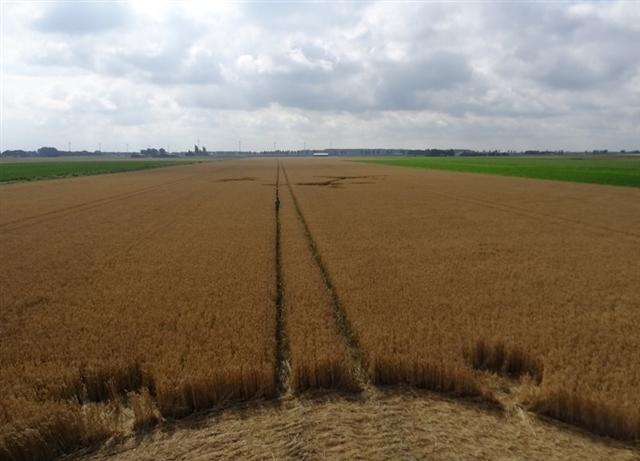 Crop circle 2013