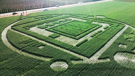 Crop circle 2013