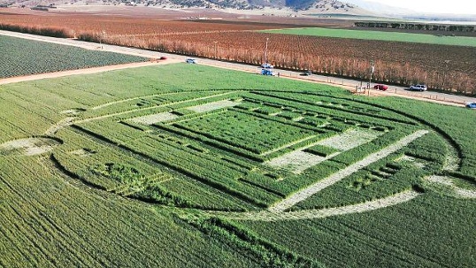 Crop circle 2013