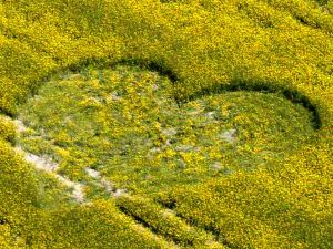 Crop circles