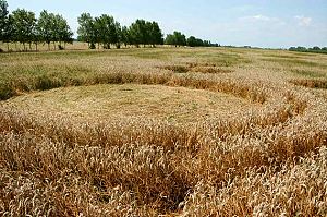 Crop circles