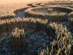 Crop circles 2013