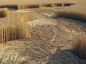 Crop circles 2013