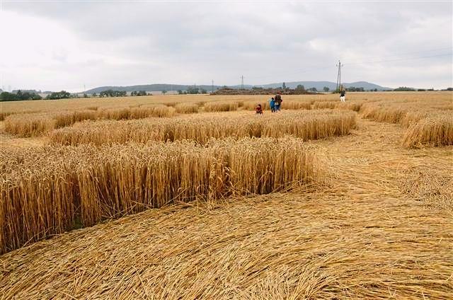 Crop circle 2013