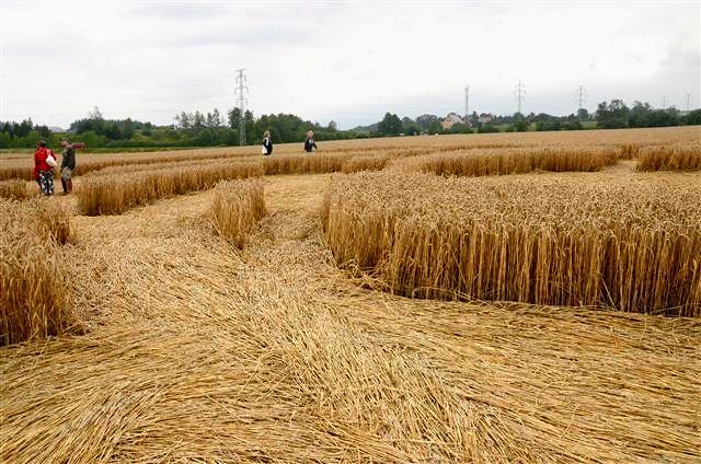 Crop circle 2013