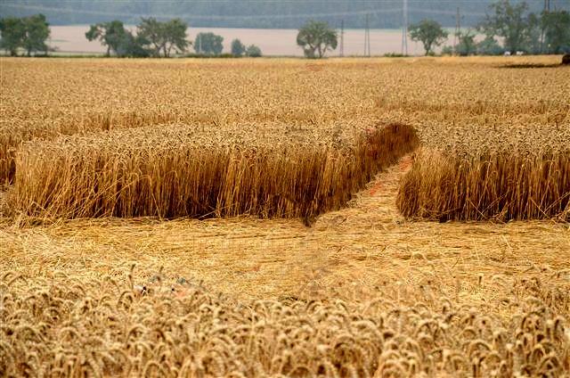 Crop circle 2013