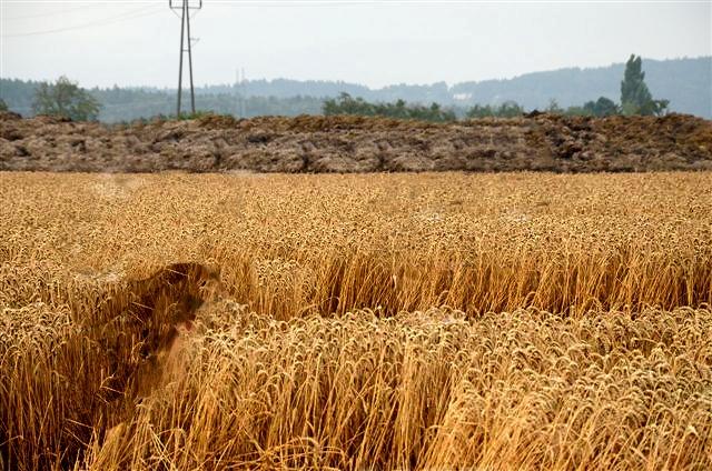 Crop circle 2013