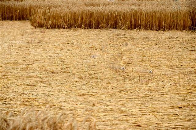 Crop circle 2013