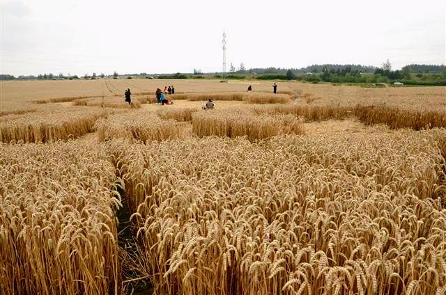 Crop circle 2013