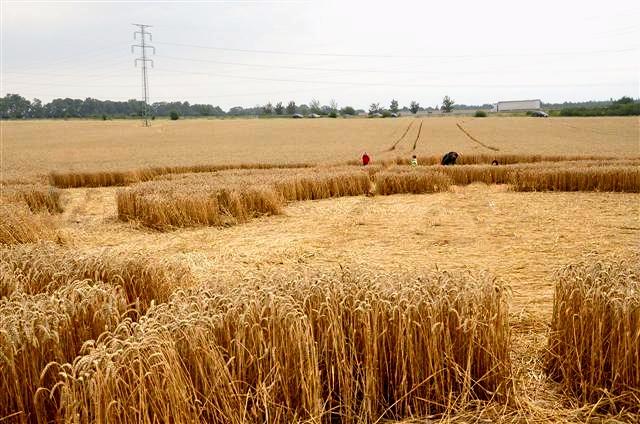 Crop circle 2013