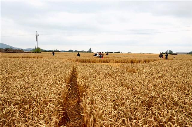 Crop circle 2013