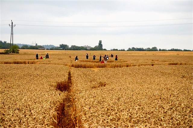 Crop circle 2013