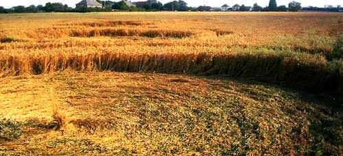 Crop circle