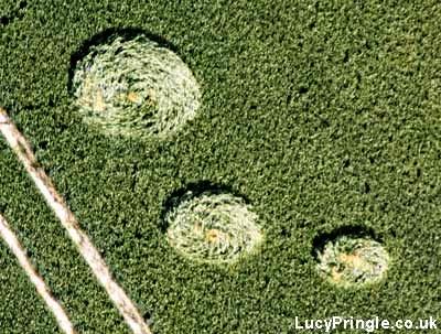 Crop circle
