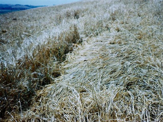 Crop circle