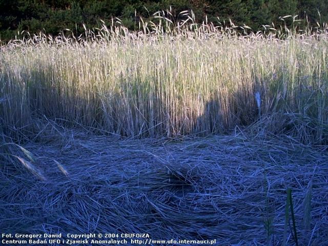 Crop circle