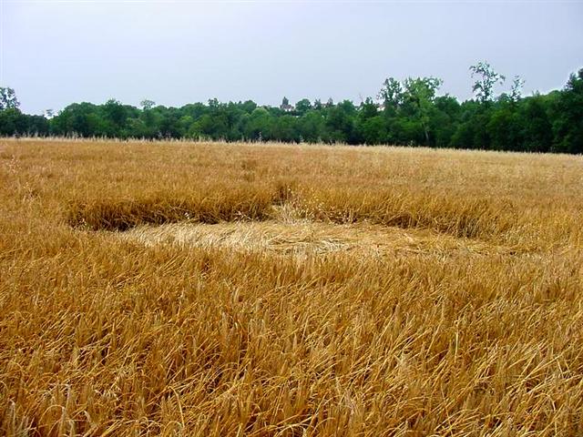 Crop circle