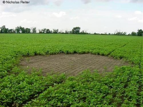 Crop circle