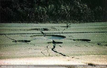 Crop circle