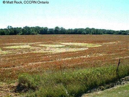 Crop circle