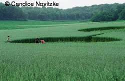 Crop circle