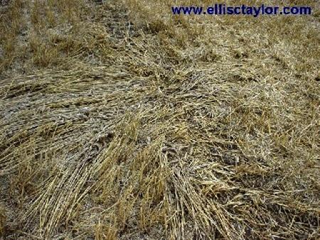 Crop circle