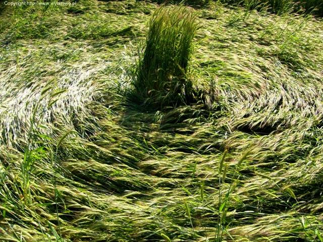 Crop circle