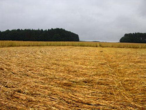 Crop circle