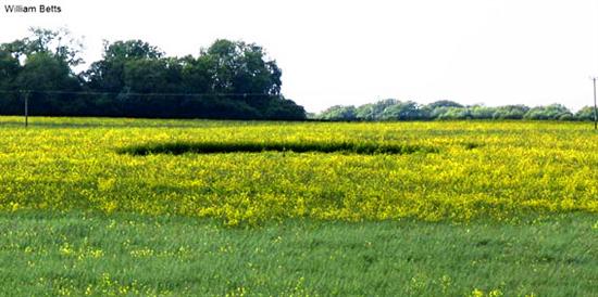 Crop circle