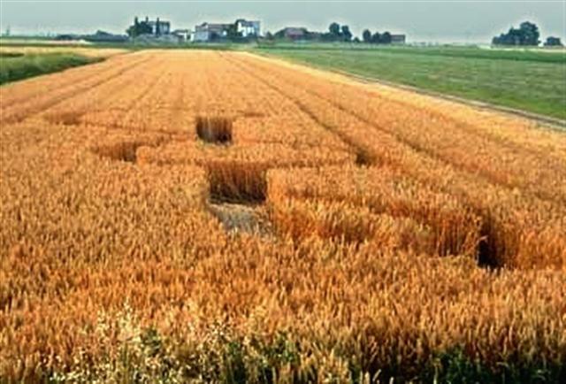 Crop circle