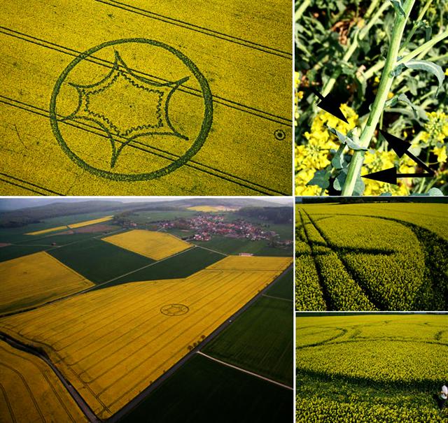 Crop circle