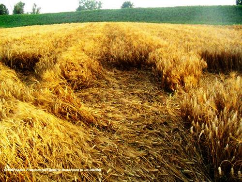 Crop circle