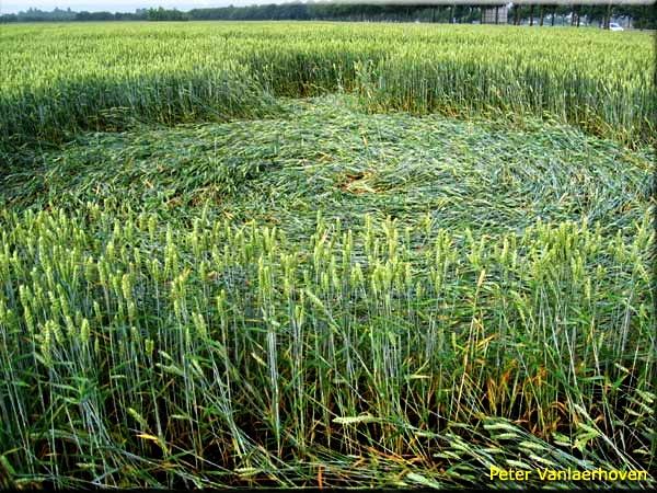Crop circle