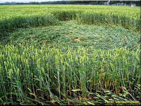 Crop circle