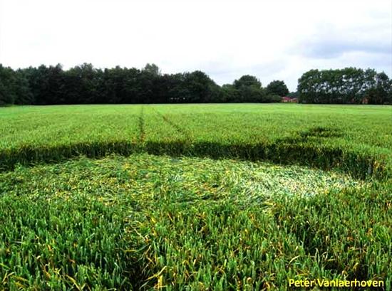 Crop circle