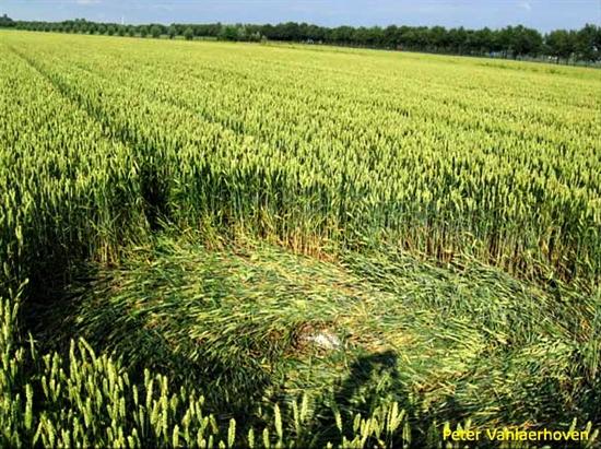 Crop circle