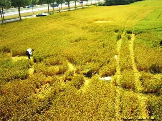 Crop circle