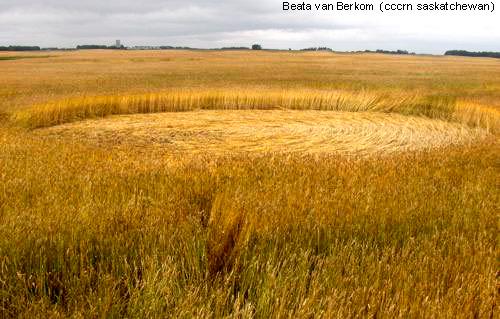 Crop circle