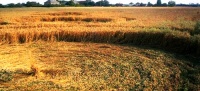 Crop circle